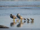 Falkland steamer duck chicks, an endemic duck living on the coasts of the Falkland Islands. Art Print